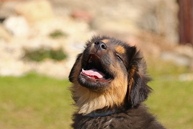 Perro de boca abierta