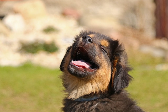 Cachorro de Boca Aberta 