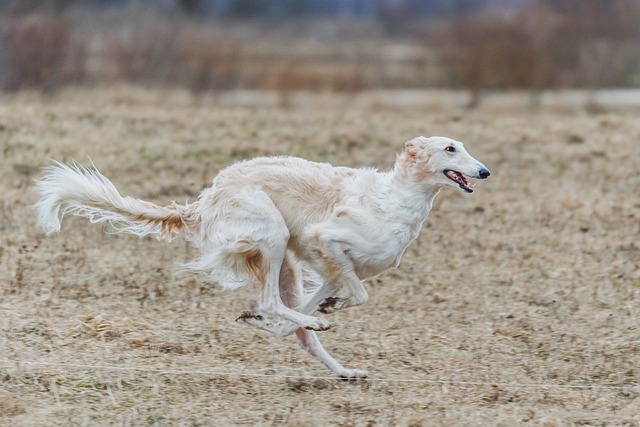 Perro a toda velocidad