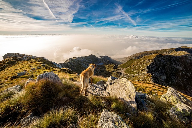 Cachorro na Montanha