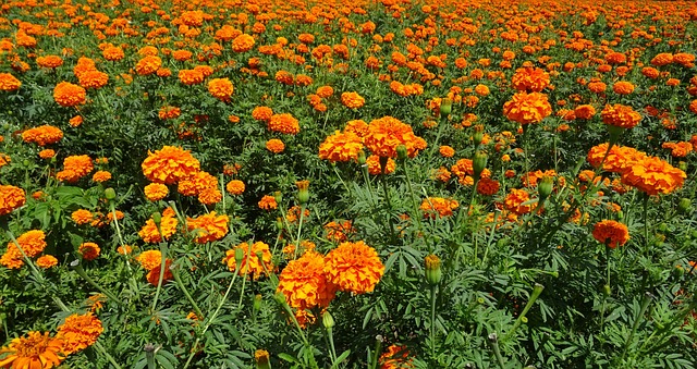 Campo Florido de Tagetes Erecta
