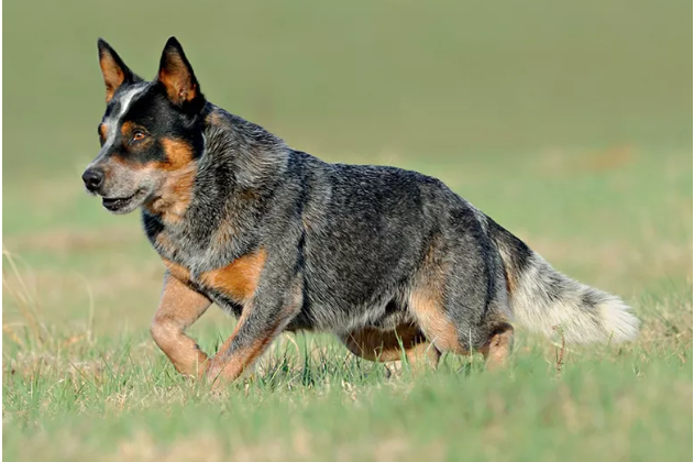 Cão Boiadeiro Australiano Correndo Pelo Gramado 