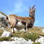 Capra Pyrenaica na Natureza