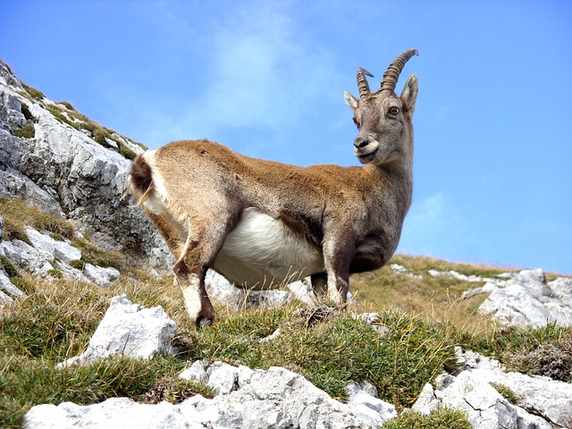 Capra Pyrenaica na Natureza