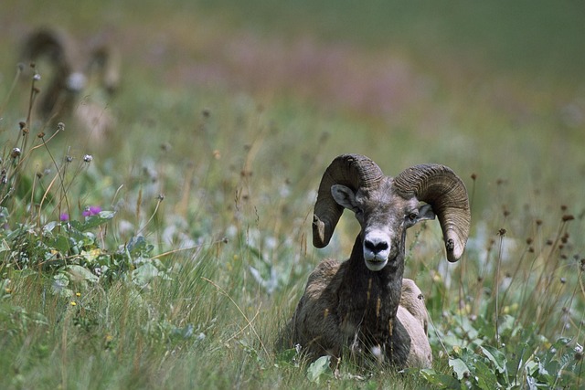 Carneiro Selvagem na Natureza