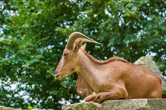 Carneiro-da-Barbária na Natureza 