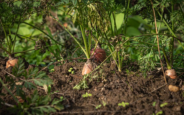 Cenouras em Agricultura Sustentável