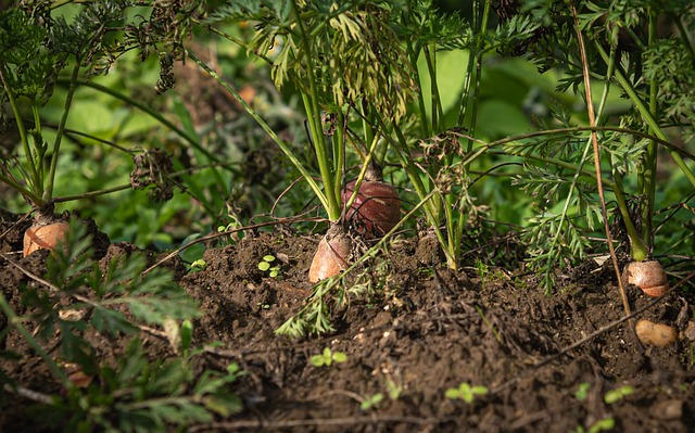 Cenouras em Agricultura Sustentável 