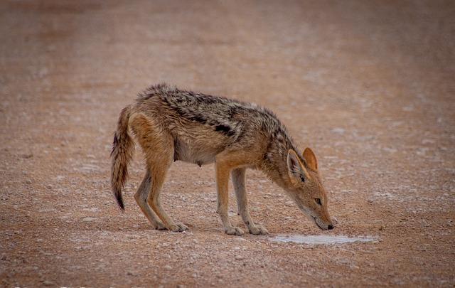 Chacal na Natureza