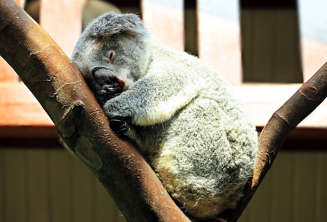 Coala Dormindo Abraçado em Tronco de Árvore