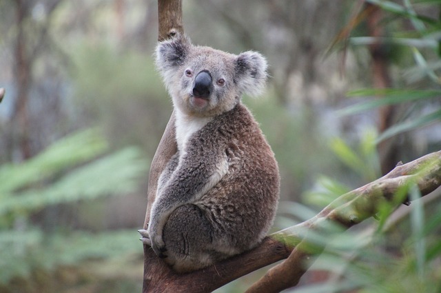 Koala debajo de la rama