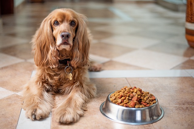 Cocker Spaniel junto al plato de comida