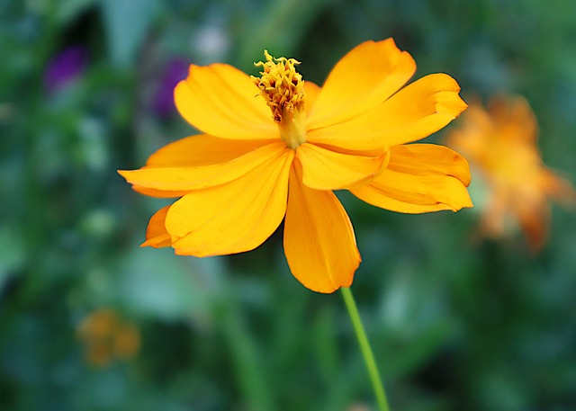 Cosmo Amarelo Visto de Perto