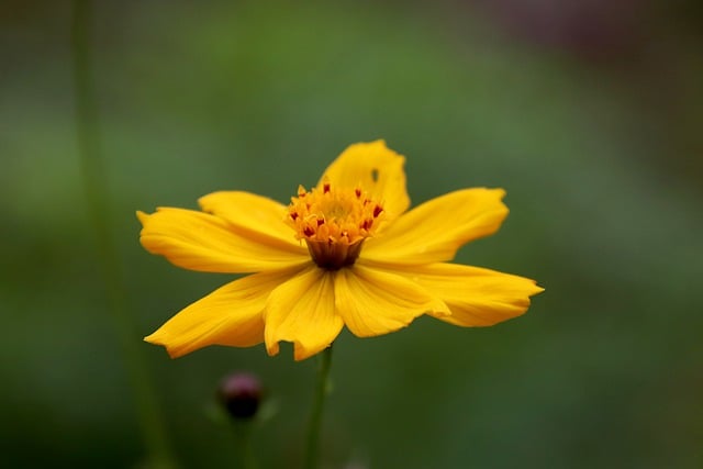 Cosmos Amarelo na Natureza