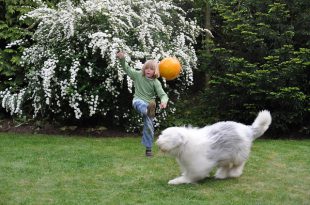Criança Brincando de Bola com Cachorro Bobtail