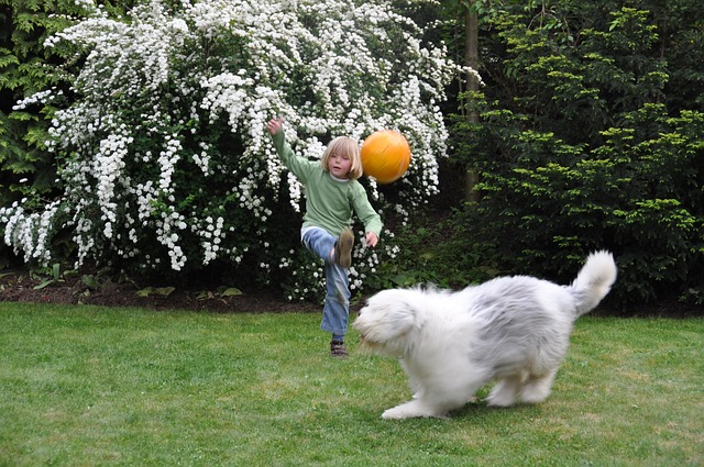 Criança Brincando de Bola com Cachorro Bobtail 