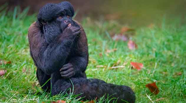 Cuxiu Preto na Natureza