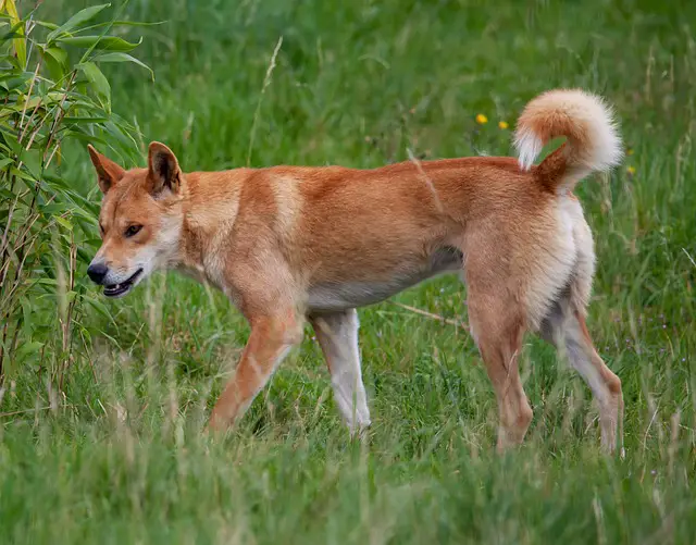 Dingo na Natureza 