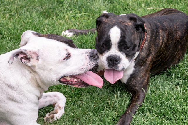 Dois American Staffordshire Terrier