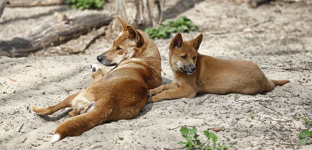 Dois Dingos na Natureza