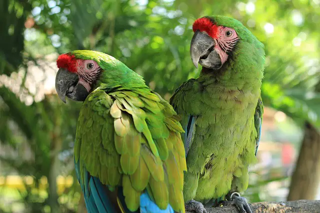 Dois Papagaios na Natureza