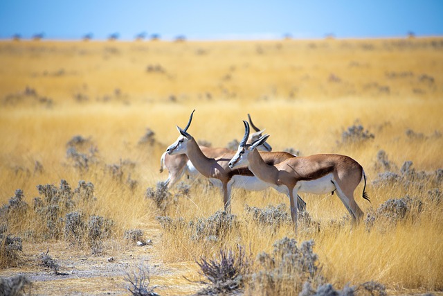 Duas Gazelas na Natureza