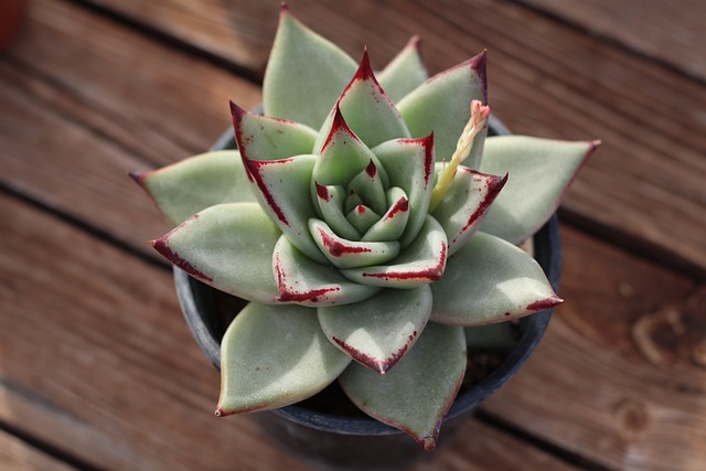 Echeveria Agavoides 