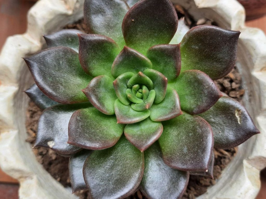 Echeveria Black Prince