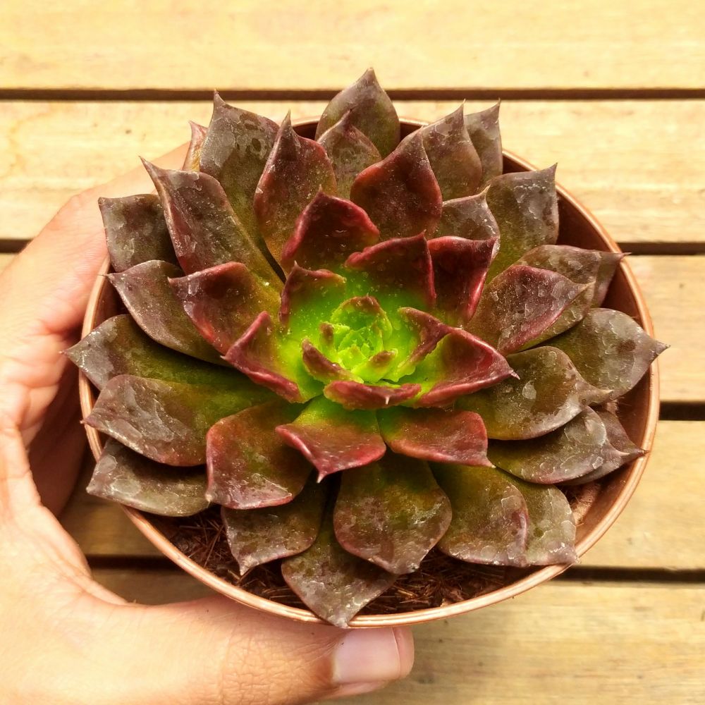 Echeveria Príncipe Negro