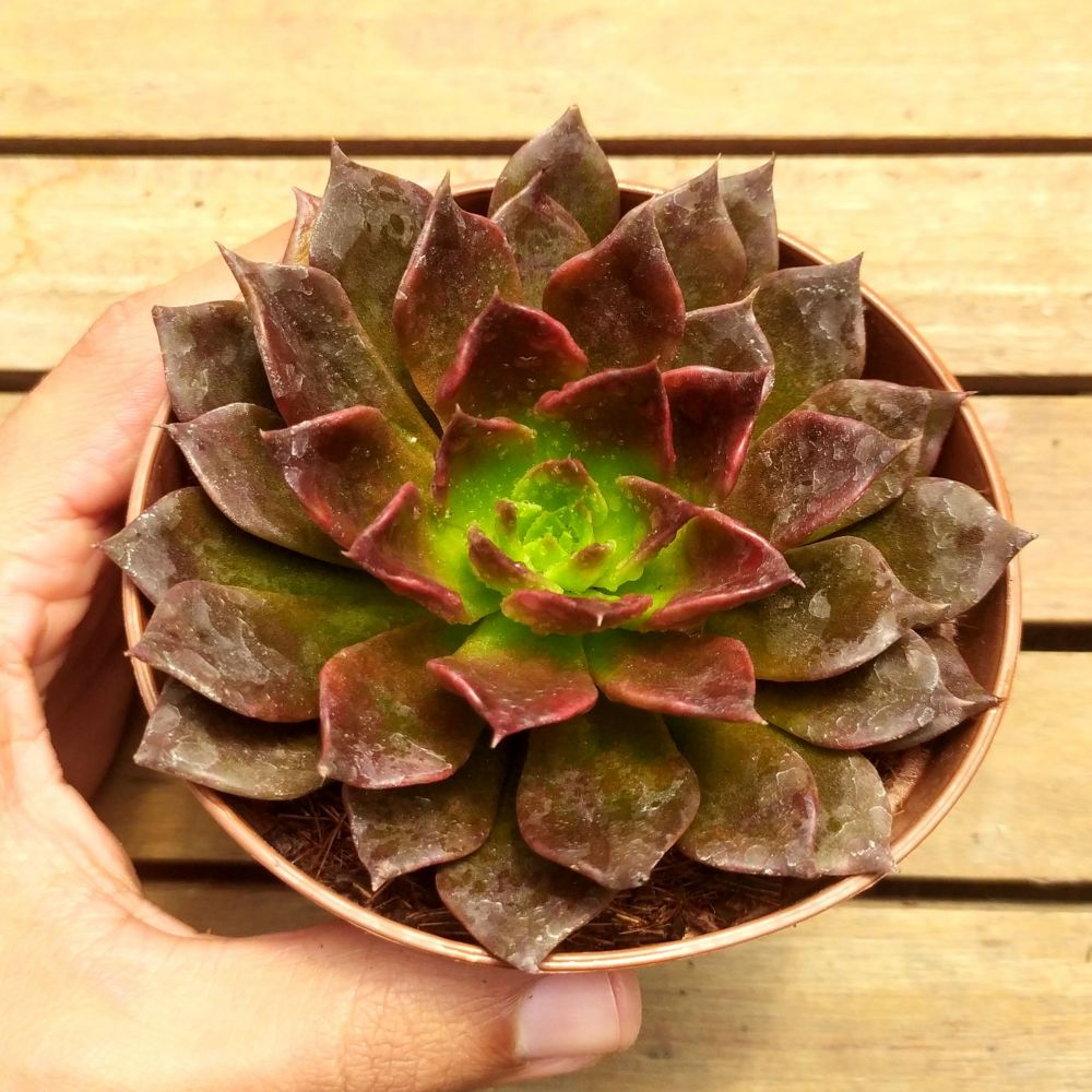 Echeveria Black Prince