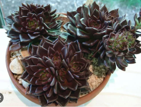 Echeveria Black Prince