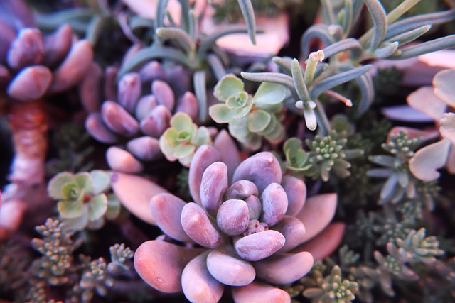 Echeveria Coloridas