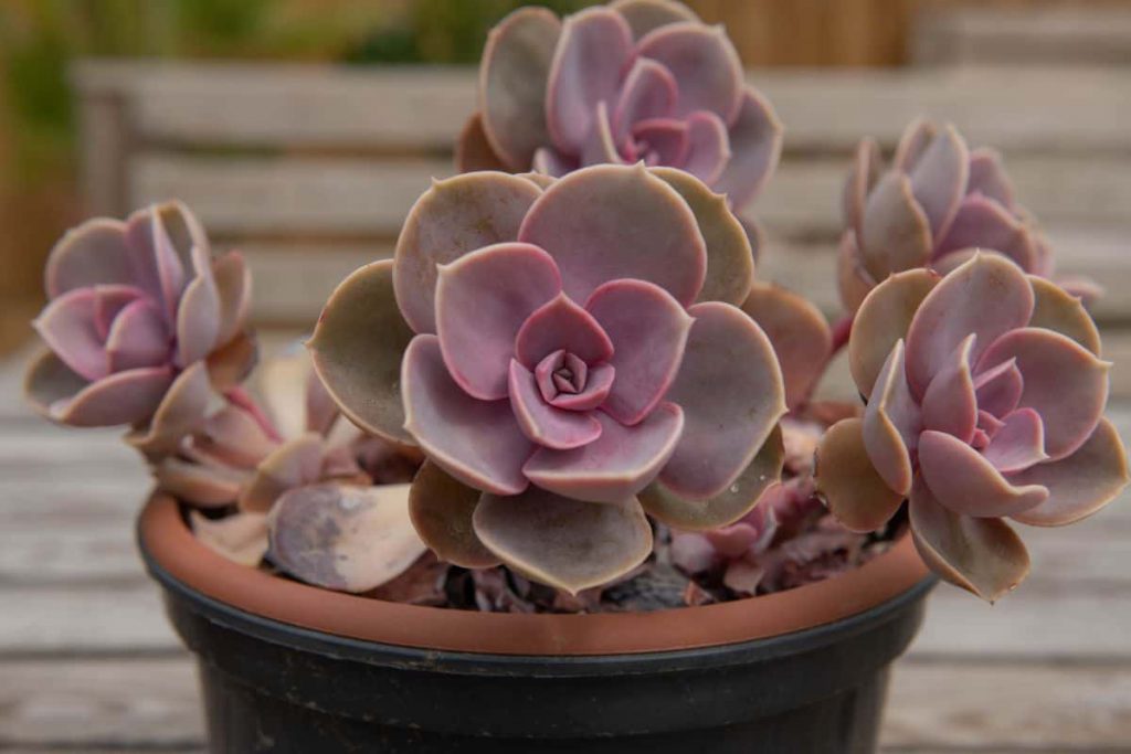 Echeveria Perle Von Nürnberg