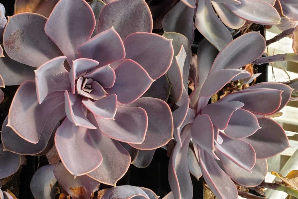 Echeveria Perle Von Nürnberg