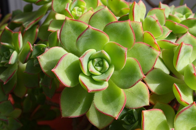 Echeveria