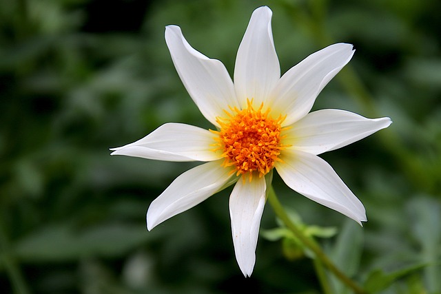 Dalia estrella blanca