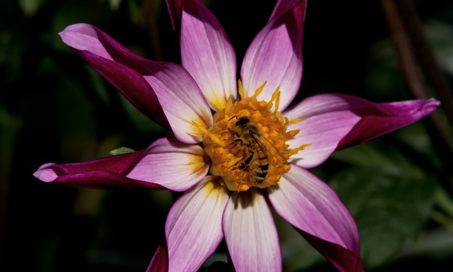 Dalia Estrella Lila