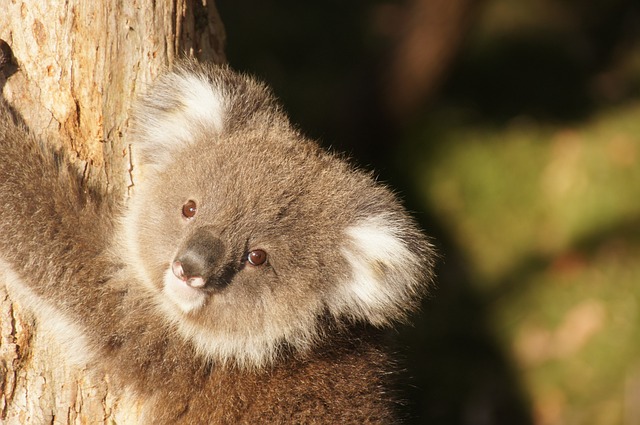 cachorro de koala