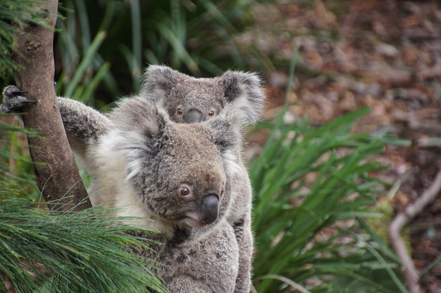 Cachorros de koala en estado salvaje