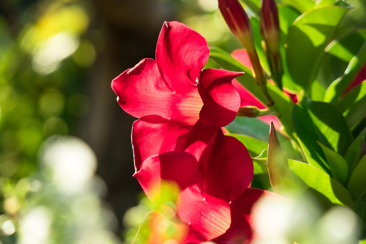 Flor Vermelha Jasmim Chileno