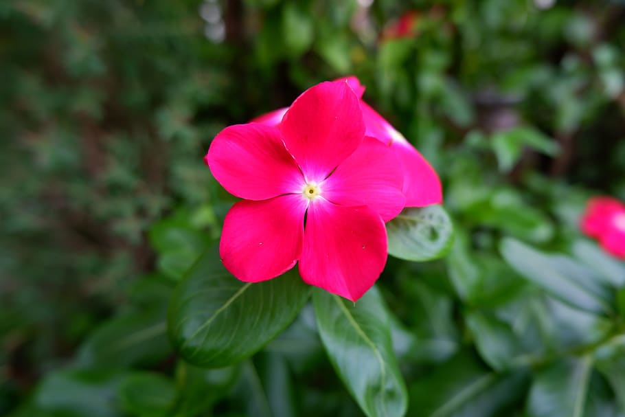 Flores Tropicais Coloridas