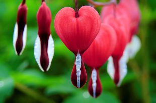 Flores Vermelhas da Planta Coração Sangrento