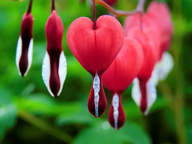 Flores Vermelhas da Planta Coração Sangrento 