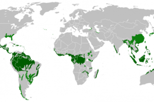 Florestas Tropicais Úmidas