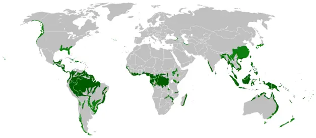 Florestas Tropicais Úmidas 