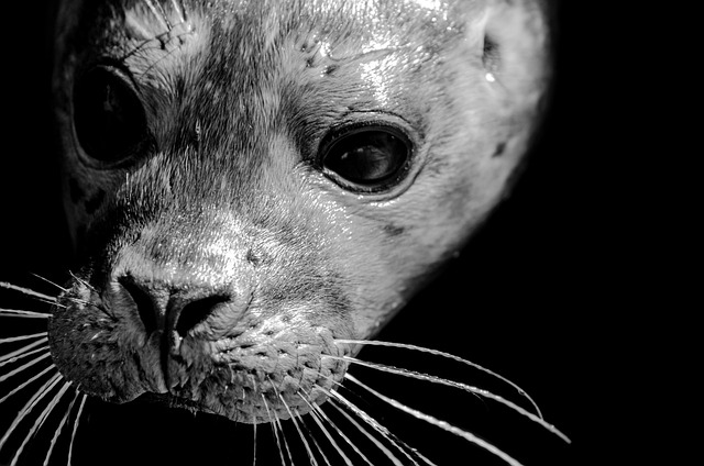 Foca Barbuda