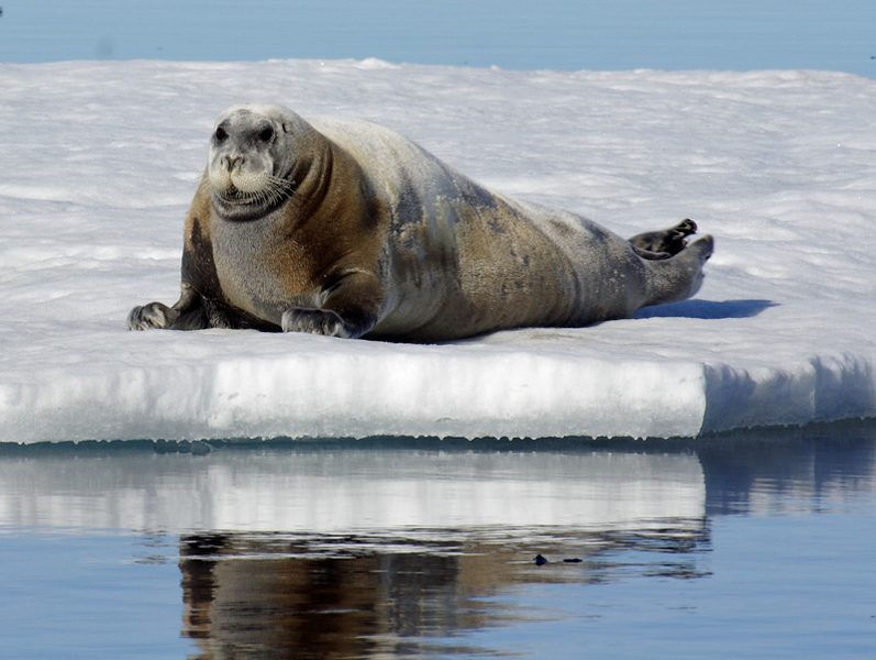 Foca Barbuda 