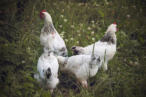 Frangos Criados Soltos