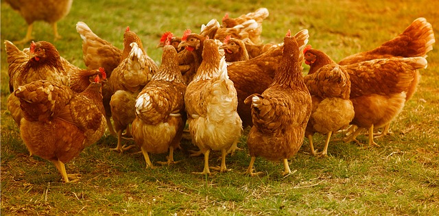 Pollos de corral en la granja