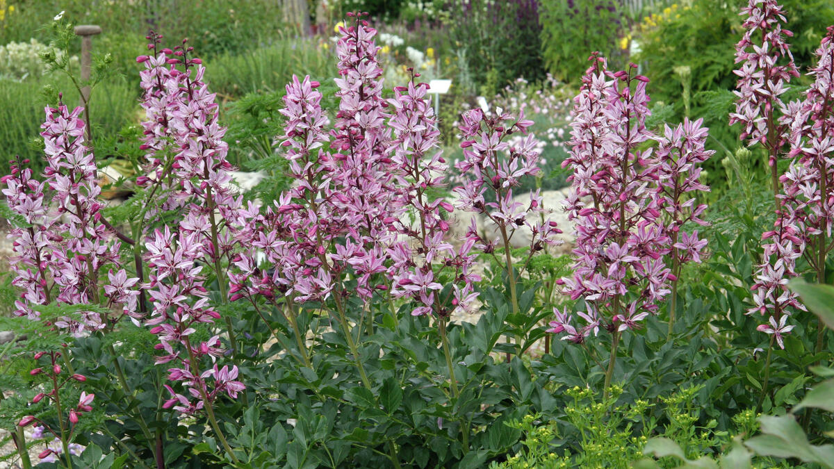 Fraxinella Colorindo o Campo